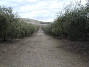 California Hard Money Land Loan